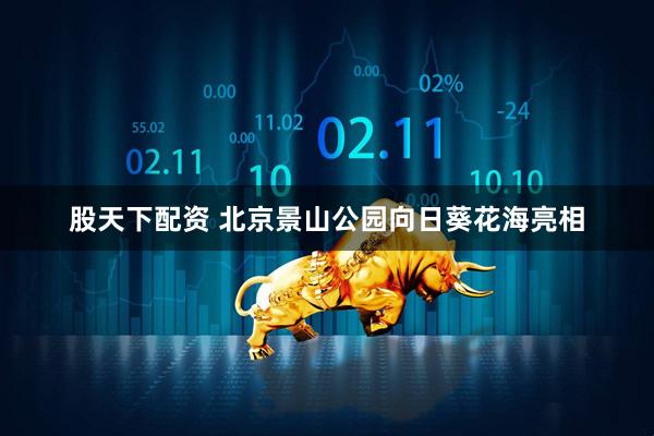 股天下配资 北京景山公园向日葵花海亮相